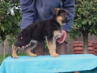 /album/fotogaleria-7-weeks-3-days/adonis-vom-haus-hariba-jpg/